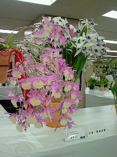 y{̊蓹z