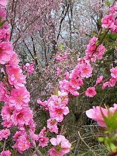 百花繚乱